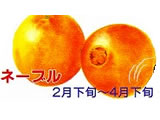 秋津野のみかん ネーブル
